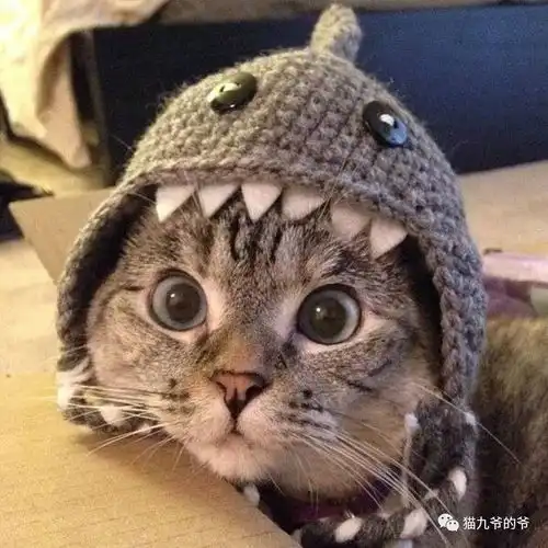  猫这么打扮,你给几分