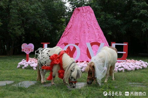  七夕浪漫升级萌兽婚礼盛宴在济南野生动物世界举行