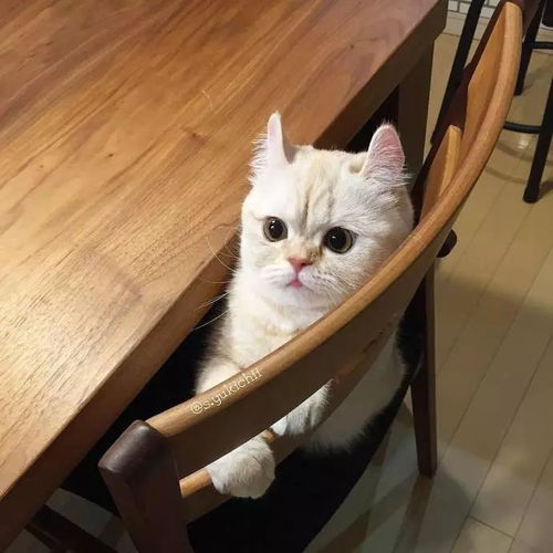  你见过,奶凶的猫猫吗