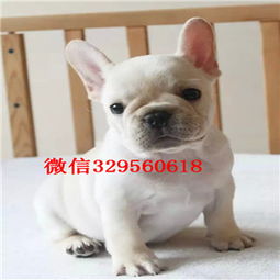  临夏哪里有卖买法斗幼犬法斗价格法斗图片蓝牛多少钱一只超短体法国斗牛犬