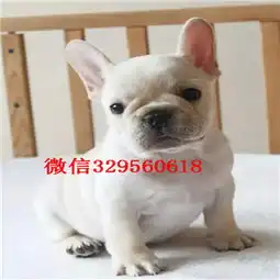  临夏哪里有卖买法斗幼犬法斗价格法斗图片蓝牛多少钱一只超短体法国斗牛犬