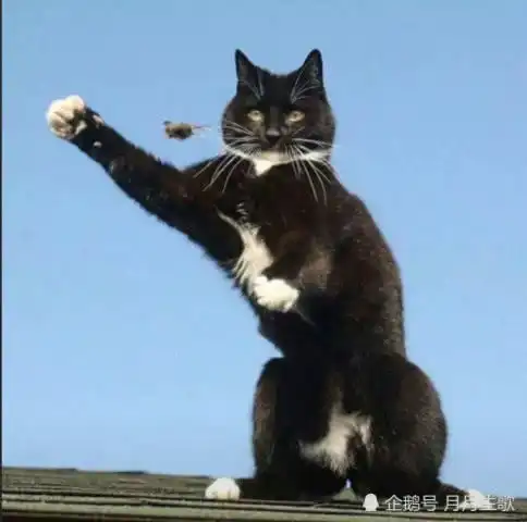 2025最近火的情侣头像土