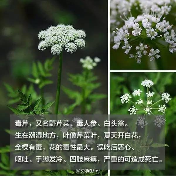 情侣头像猪头野菜