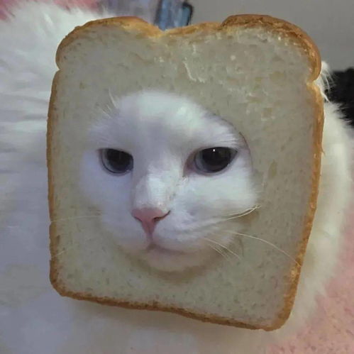  分享甜甜甜甜的猫猫头像