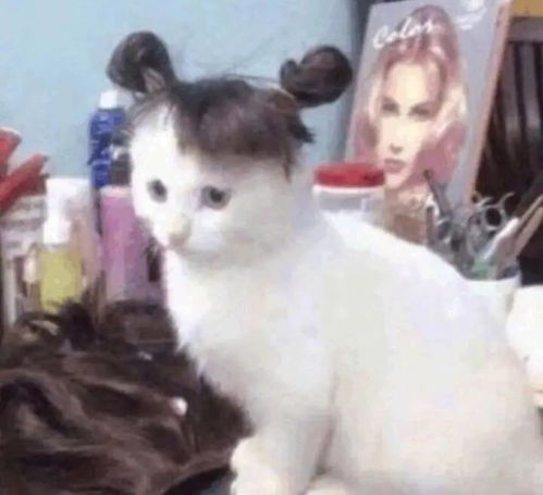  猫咪头像,喜欢喵星人的朋友在哪里