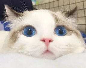  8月份最火的猫咪头像,全在这里啦