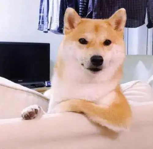 欧美个性网情侣头像柴犬