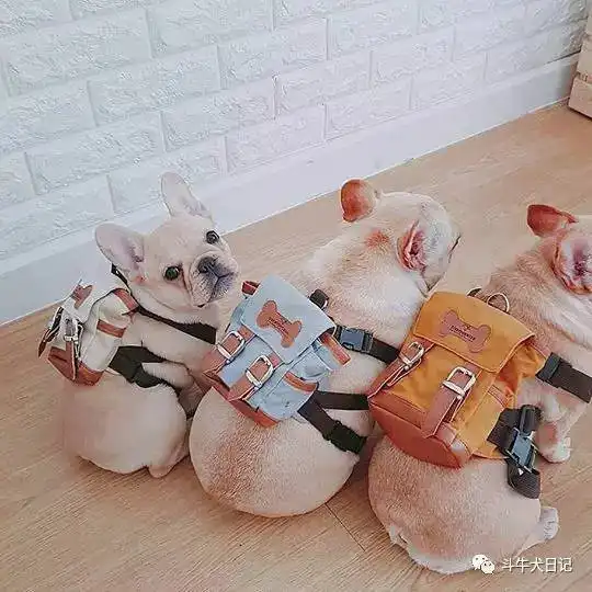  萌宠图片可爱到爆的斗牛犬,每一张都适合做头像