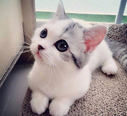  为什么别人养的猫咪和自己养的猫咪就不同你家也是这样的吗