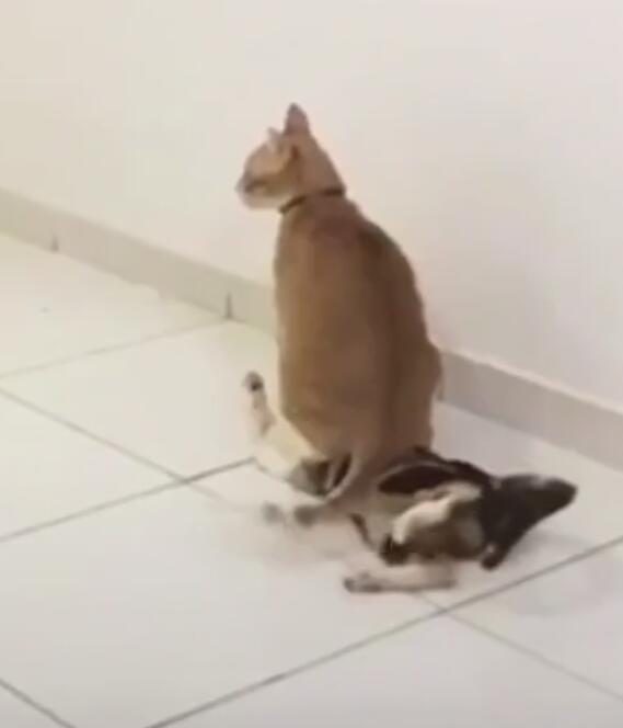  橘猫把同伴压在屁屁下,同伴挣扎崩溃,朕专属的橘座