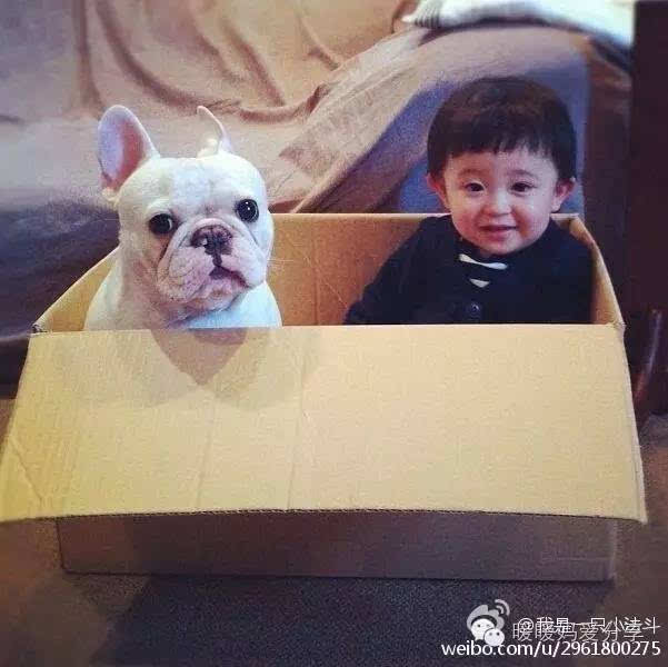  生个孩子,再养条狗,这是我能想到最温馨的事情
