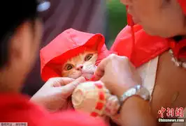 菲律宾动物福利协会举办万圣节化装舞会 菲律宾动物福利协会举办万圣节化装舞会