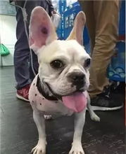  情侣分手,斗牛犬惨遭抛弃,养狗一定要慎重