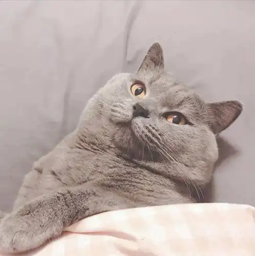  家长看了都会心动的不明显情头