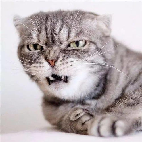  宇宙第一超凶猫,感觉全世界都欠它一车小鱼干