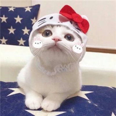  萌宠情侣头像一左一右一对两张情侣头像猫狗可爱卖萌