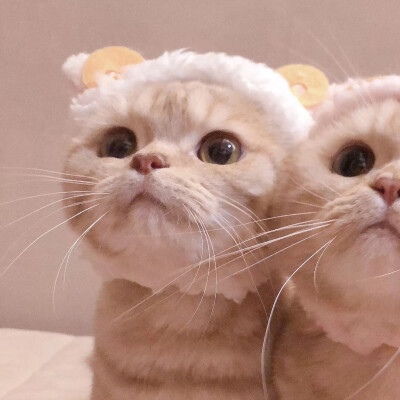  这是猫猫狗狗情头