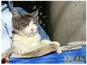  戴眼镜的猫看书图片载