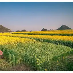  2020罗平油菜花景区门票,罗平罗平油菜花景区游玩攻略,罗平油菜花景区游览攻略路线地址门票价格