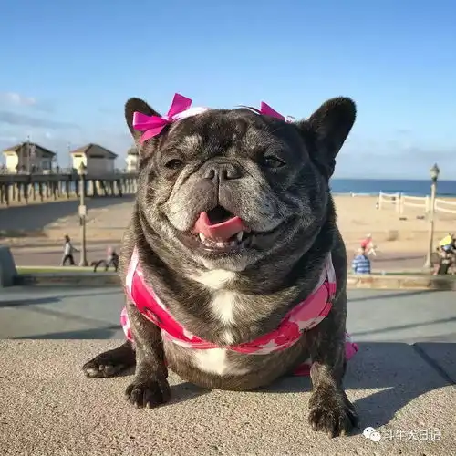  揭秘国外最火爆的萌宠斗牛犬,坐拥30万粉丝宠物萌宠斗牛犬图片