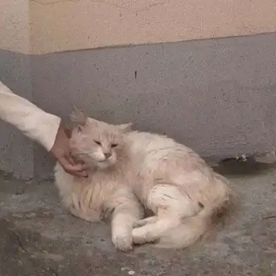  男友不是人动漫情头系列男友不是人系列抱宠情头