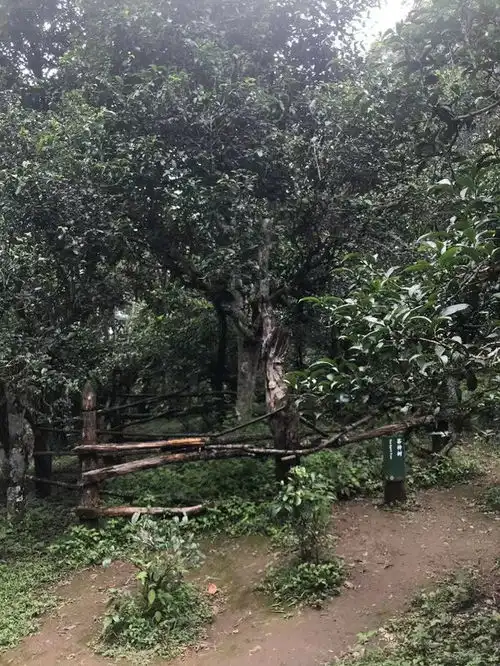  2023年天地人一头大象倒生根景迈山七年陈熟茶评测兰香蜜甜,山野天然,妙不可言文末有彩弹