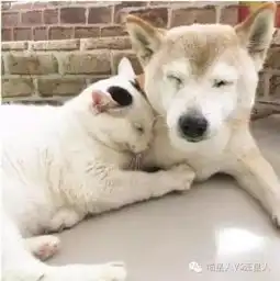  当原本高冷的喵星人遇上老年痴呆的柴犬....