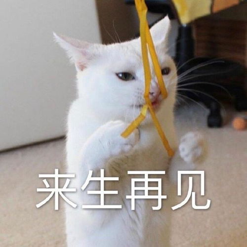  你竟然凶我表情包大全