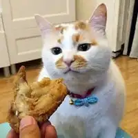  狗子摸头杀情侣头像微信头像图片大全