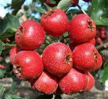  黄页88高清图片