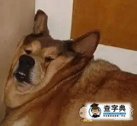  在床底墙缝桌下努力捡东西的你