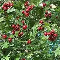  唯美好看山楂花微信头像微信头像图片大全