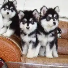 深圳宠物俱乐部 深圳宠物俱乐部