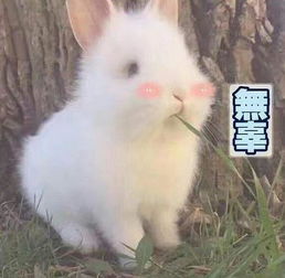 陈羽凡回应与白百何离婚网友有些人就是该骂