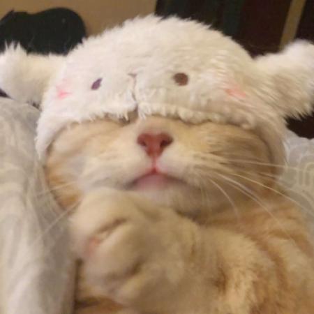  小猫搞笑头像毛茸茸的可爱橘色猫咪