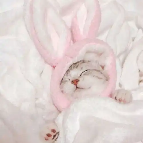 头像猫咪图片情侣头像段