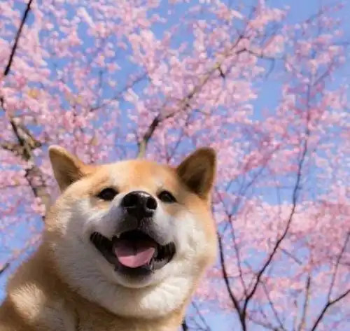  日本留学