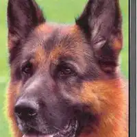  德国牧羊犬头像手机壁纸微信头像图片大全