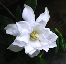  这花很白,很香,不知道叫什么属什么科
