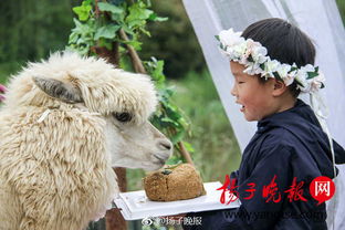  无锡动物园羊驼情侣婚了草坪婚礼等您来见证