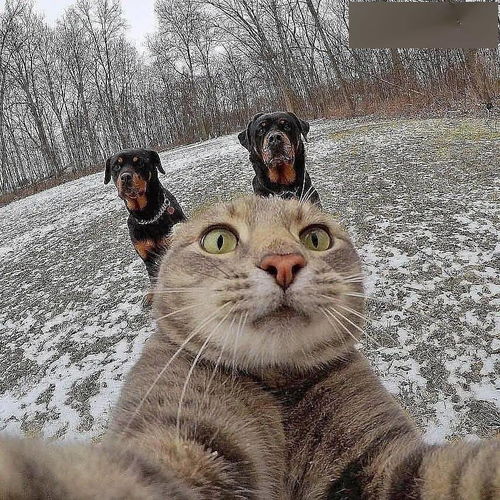 猫咪自拍有多专业看完后我打算回炉重造