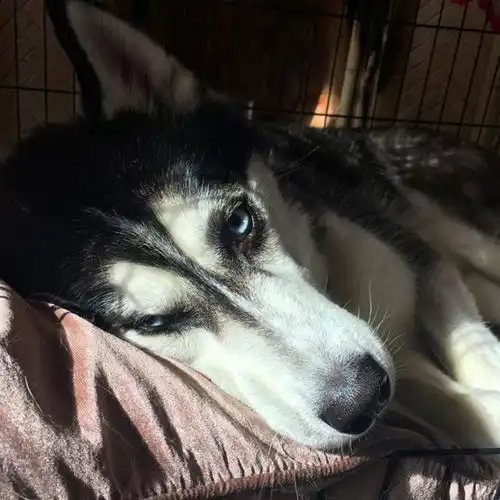 火遍朋友圈的单身狗终于结婚了,世上从此少一只单身汪 火遍朋友圈的单身狗终于结婚了,世上从此少一只单身汪