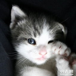  体育馆路家庭宠物寄养猫猫狗狗幸福家居陪伴模式可接送