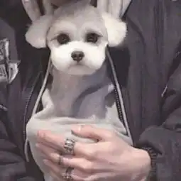  情侣头像大型单身狗狂欢派对