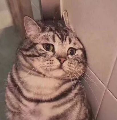  妈妈给俩孩子各养一只猫,谁成绩好谁的猫就能吃罐头,网友我也要为猫猫罐头而读书