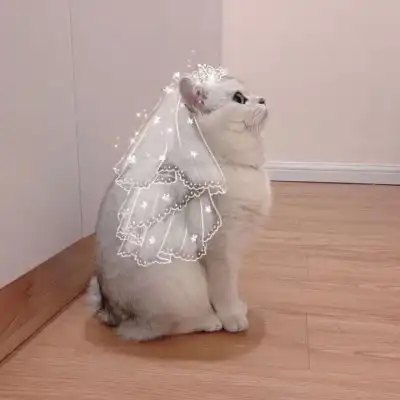  憨猫憨狗