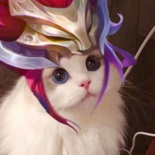  王者荣耀街头猫咪