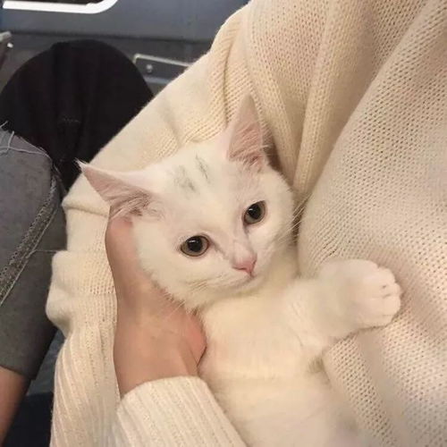  猫狗头像