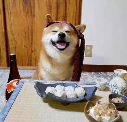  柴犬berry光鲜的一面好萌,好治愈的笑容