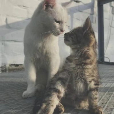  猫系列的情侣头像一左一右2020年两个猫咪的情头超萌版